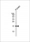 SPRN Antibody  (C-term)